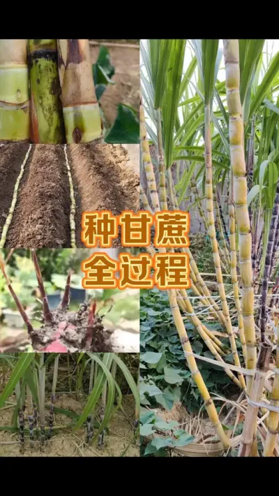 家庭种甘蔗全过程 用水果店捡来的甘蔗梢种成甘蔗林#我的小菜园 #种植小技巧 #甘蔗种植 #露台种植 #种甘蔗