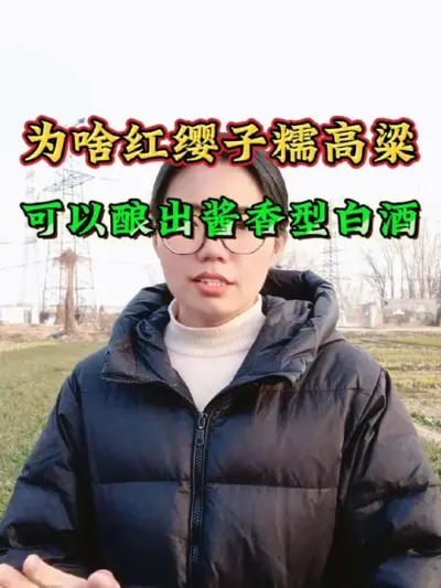 为什么茅台镇喜欢用红缨子糯高粱酿酱香酒？为什么红缨子糯高粱可以酿出酱香型白酒？#高粱种植 #红缨子糯高粱 #高粱种植技术 #茅台镇酱香酒