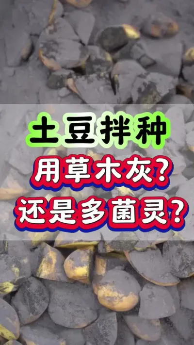 给土豆拌种用多菌灵还是草木灰#土豆高产种植 #马铃薯 #洋芋 #土豆