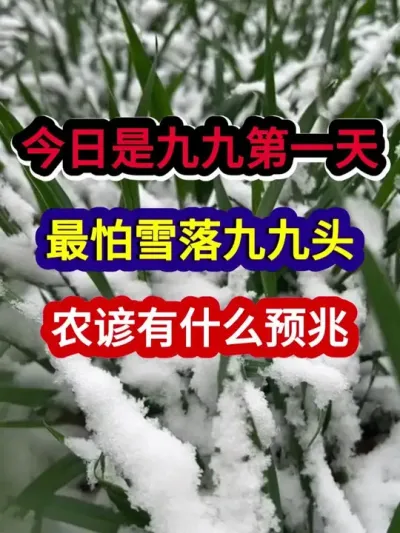 今日是九九第一天最怕雪落九九头农谚有什么预兆 #农业谚语 #谚语分享 #农谚 #农业种植 #三农