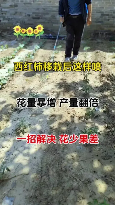 往年您种的西红柿要是花少花落不开花，落花落果严重，番茄开花前做好这一步，花多花大花壮#促花保果 #促花芽分化 #促花肥 #番茄种植