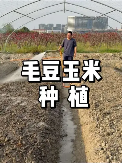 玉米毛豆种植方法，分批种植要注意什么 