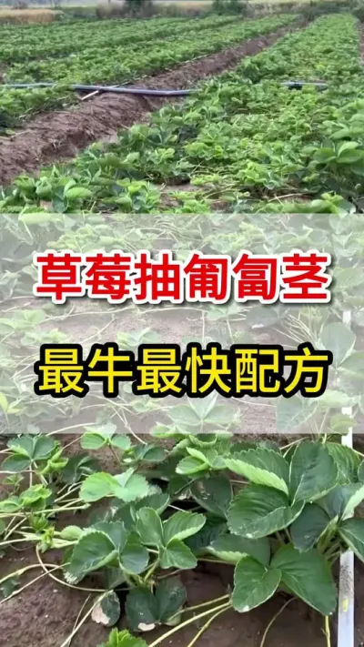 草莓抽匍匐茎，最牛的配方，你用过么#匍匐茎