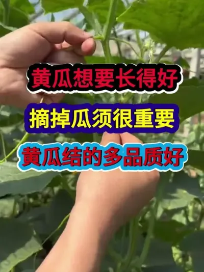 黄瓜想要长的好摘掉瓜须很重要黄瓜结的多品质好 #黄瓜种植 #农业种植 #种植小技巧 #三农 #分享农业知识帮农民增产增收