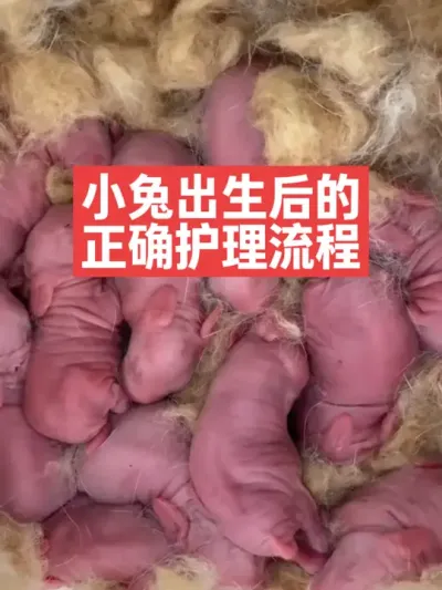 小兔出生后的正确护理流程，你知道吗？ #兔子#三农#养殖#养兔人#小兔子