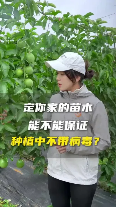 跟你买苗能不能保证种植期间没有病毒？#百香果 #百香果种植技术 #抖音助农