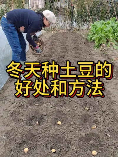 冬天种土豆好处多 一是可以避开农忙，二是早种早收。大寒天里种土豆吧#我的小菜园 #我爱种菜 #阳台种菜 #土豆种植 #种植小技巧