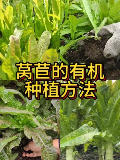 莴苣有机种植方法 莴苣病虫害少，种得好可以做到全程不施药。喜欢种有机菜的一定要种一些。最后一批12月栽下去，明年3月吃笋#种植小技巧 #莴苣种植 #阳台种菜 #我爱种菜 #有机蔬菜