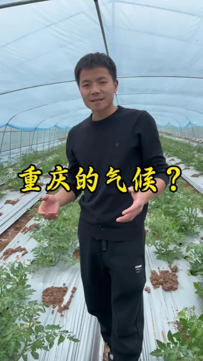 在重庆种蔬菜，整个冬季的光照实在太少了#返乡创业新农人 #记录我的种植生活 #农业种植