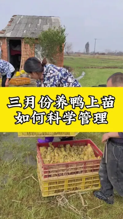三月份养鸭上苗，如何科学管理#养鸭人 #肉鸭养殖 #养鸭 #禽病技术指导 #番鸭