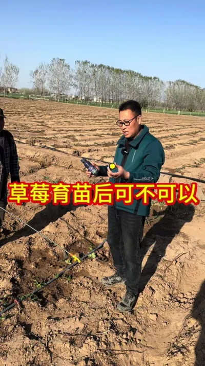 #草莓苗育苗基地 #草莓种植 技术#草莓采摘园
