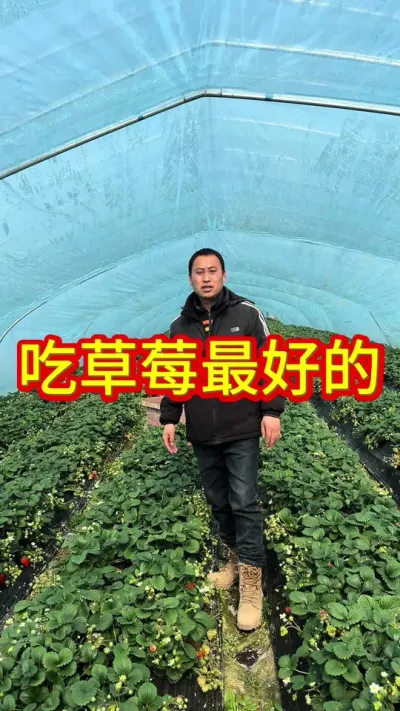 #吃草莓的季节 #草莓苗种苗