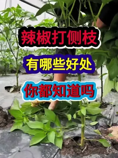 辣椒打侧枝有哪些好处你都知道吗 #辣椒种植 #辣椒种植技术 #农业种植 #种植小技巧 #三农