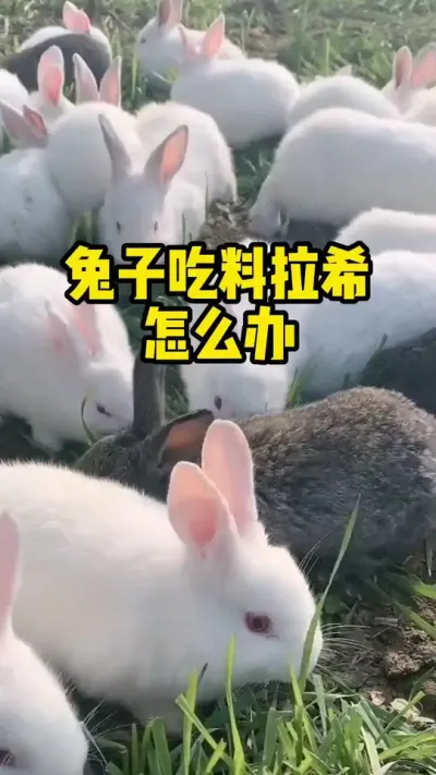 兔子吃料拉希，怎么办？#养兔#养殖#三农#兔子#兔兔