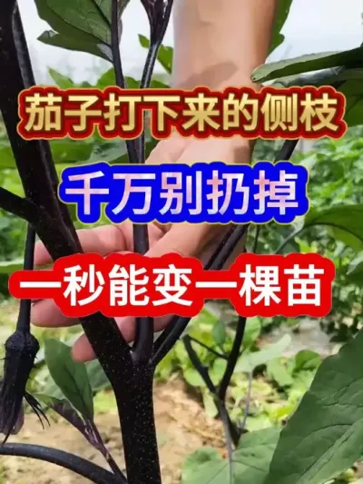 茄子打下来的侧枝千万别扔掉一秒能变一棵苗 #茄子种植 #种植小技巧 #农业种植 #服务三农支持三农 #三农