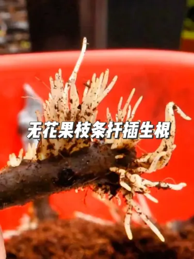 无花果枝条扦插不求人，自学成才就靠这篇攻略 #种植小技巧 #园艺小妙招 #无花果扦插 #抖音知识年终大赏 #盆栽