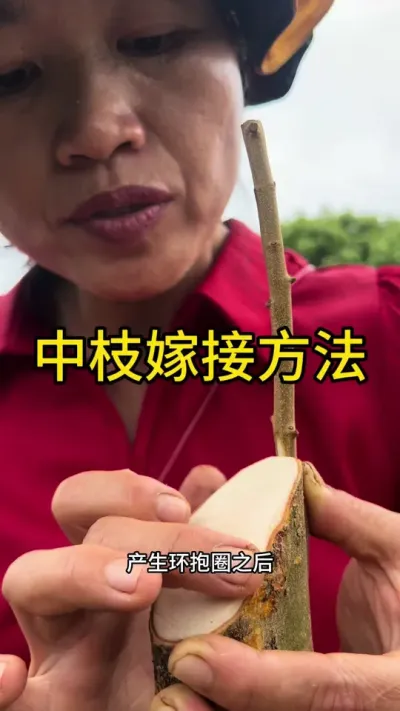 中枝嫁接方法#嫁接技术 #2024新农人计划 #dou来广东百千万 #青dou计划