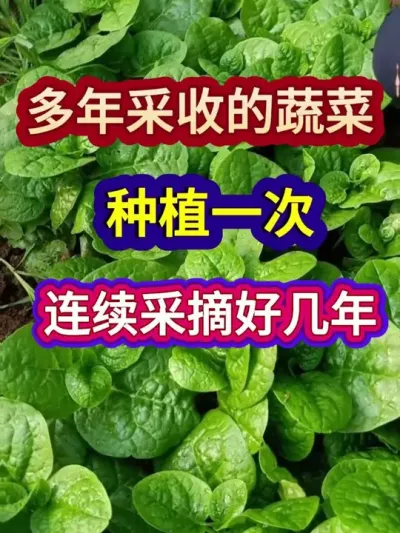 多年采收的蔬菜种一次连续采摘好几年 #蔬菜种植 #农业种植 #三农 #分享农业知识帮农民增产增收 #种植小技巧