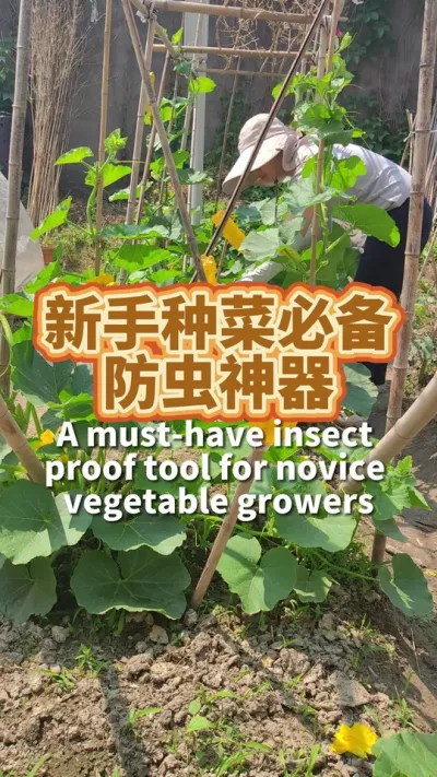 种菜有虫啦 打药吧怕有毒，不打吧被它们啃成筛网，直到我发现这个好帮手，帮我解决了害虫的困扰#种菜小技巧 #病虫害防治 #种植小技巧 #我爱种菜