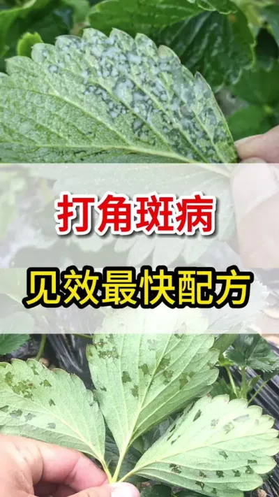 打角斑病最快配方你知道么#三农#角斑病