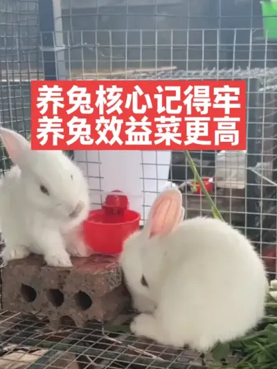 养兔核心记得牢，养兔效益才更高 #兔子#养殖#三农#养兔人