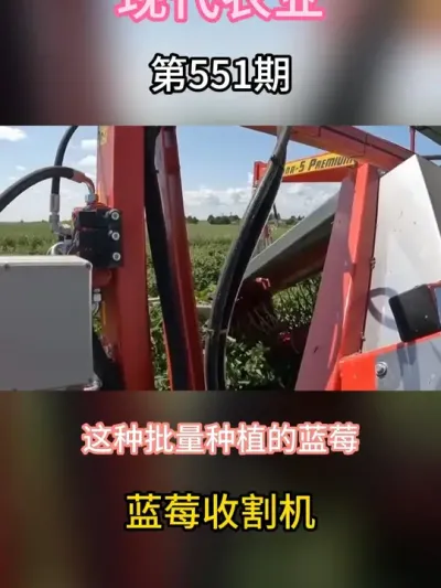 国外收蓝莓也太随意了吧 #服务三农支持三农 #现代农业机械 #抖音助农 #农业种植 #新农人计划