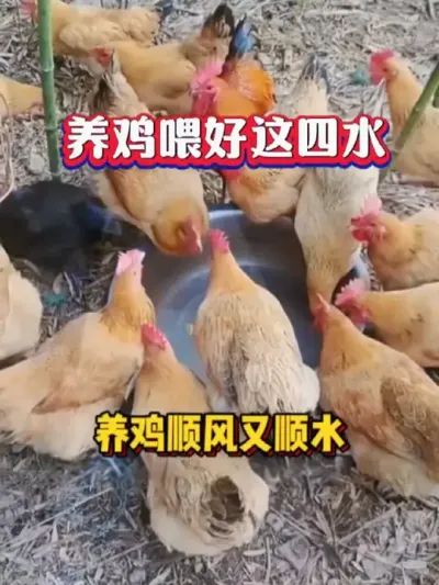 养鸡喂四水，四季养好鸡#养鸡技术 #养鸡知识 #科学养鸡 #养鸡小妙招 #蛋鸡养殖
