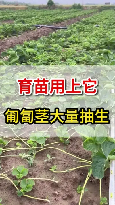 草莓育苗用上它，匍匐茎大量抽生满地爬#育苗#匍匐茎#三农