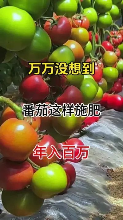 番茄科学管理膨果方案#番茄种植 #番茄膨果 #西红柿种植