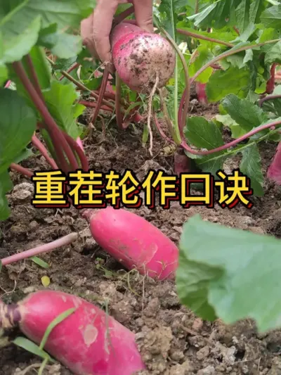 蔬菜种植轮作口诀 轮作大丰收，重茬减产大，这个口诀要记牢#种植小技巧 #在家种菜 #我爱种菜 #种菜小技巧  #阳台种植
