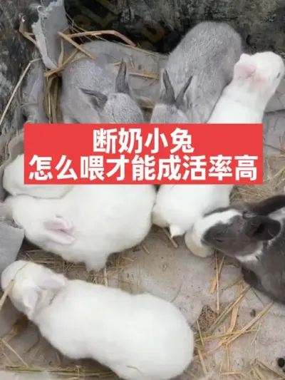 断奶小兔，怎么喂才能成活率高呢？ #兔子#三农#养殖#养兔#养兔人