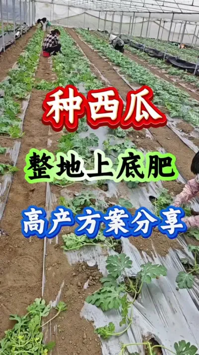 西瓜种植 西瓜整地上底肥高产方案分享#西瓜种植#西瓜管理 #西瓜高产 #西瓜整地