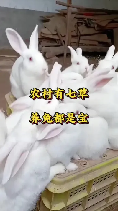 农村有百草，养兔都是宝#肉兔养殖  #养兔人  #养兔  #养兔技术 #养兔子注意事项