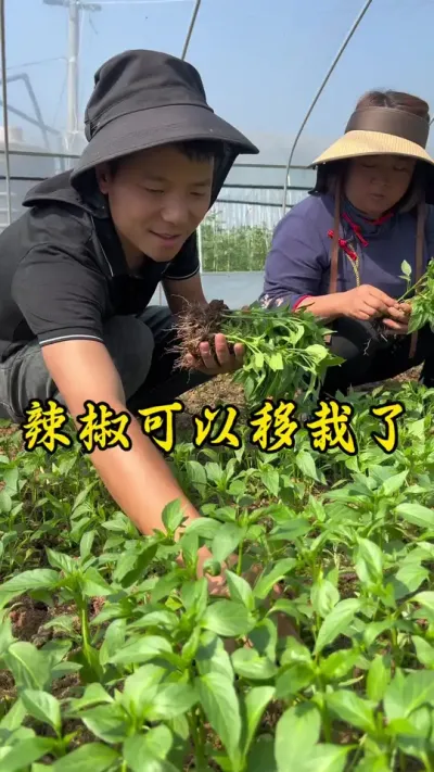 自己育的辣椒苗可以移栽了#返乡创业新农人 #记录我的种植生活 @哈佳 @田园小张🌱