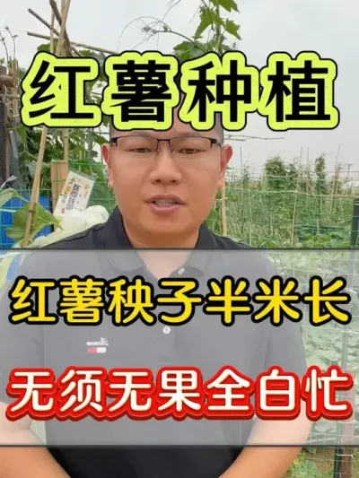 红薯秧子半米长无须无果全白忙 #红薯 #红薯种植 #红薯高产种植 #红薯高产 #红薯种植技术