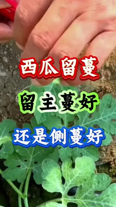 西瓜种植 西瓜主蔓留瓜还是侧蔓好#西瓜种植#西瓜管理