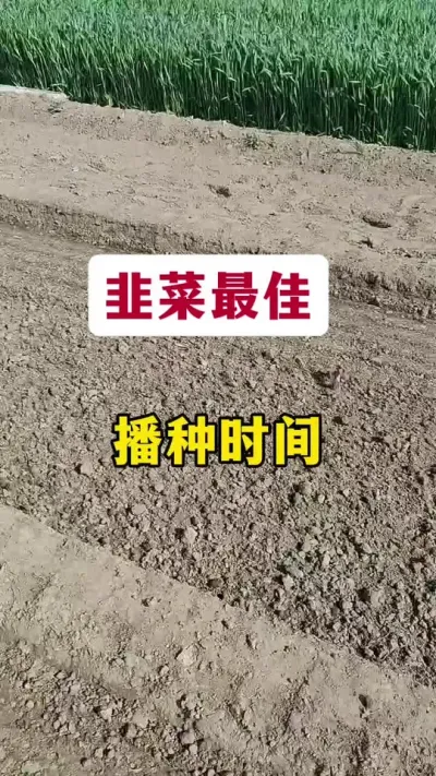 韭菜最佳种植时间。#韭菜种植 #种韭菜 #韭菜种植方法 #韭菜管理 #怎么种植韭菜