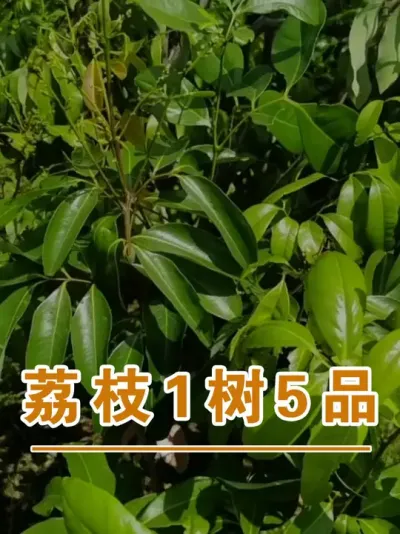 嫁接的荔枝1树5个品种长开了#广西灵山荔枝果苗#农业创业#抖音新农人计划2025#吕老师种果苗