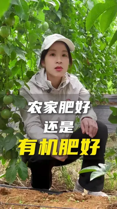 百香果种植到底是使用农家肥好还是有机肥好？#百香果 #百香果种植技术 #抖音助农