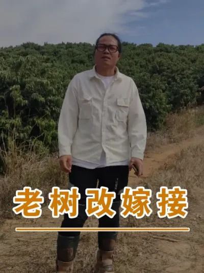 荔枝老树改嫁接要注意什么？#广西灵山荔枝果苗#农业创业#抖音新农人计划2025#吕老师种果苗