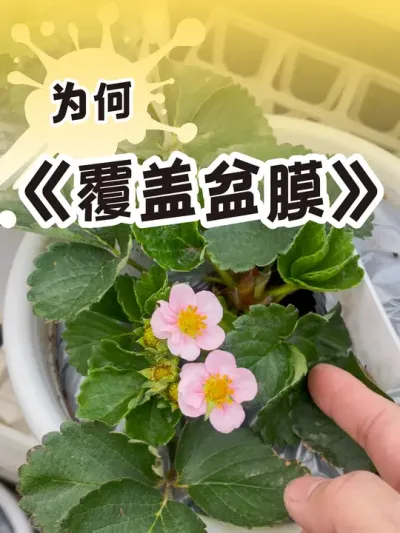 传说中的盆膜？哈哈哈！ #草莓生长过程 #草莓种植教程 #盆栽草莓 #三农#我的阳台小花园