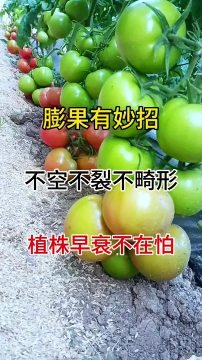 膨果最快就是它#西红柿种植 #种植小技巧 #三农种植