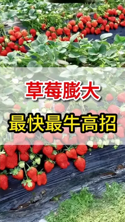 草莓快速膨大，最牛配方你知道么#新鲜采摘 #草莓种植 #膨大