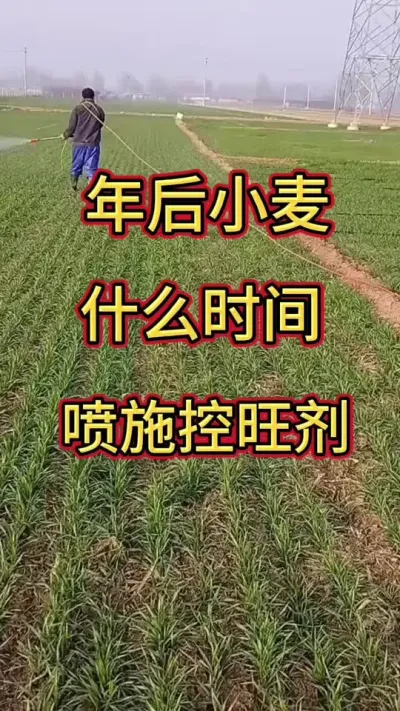 年后小麦什么时间喷施控旺剂#小麦#小麦种植管理技术 @抖音