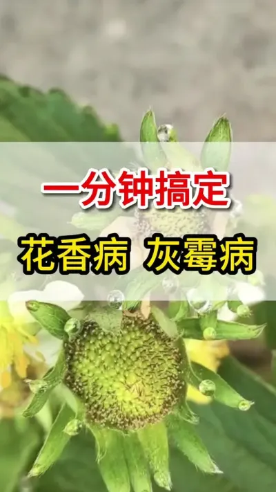 草莓灰霉病花香病，这一招就搞定#三农#灰霉病