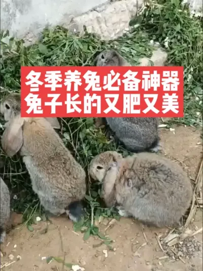 冬季养兔必备神器，兔子长的又肥又美 #兔子#三农#养殖