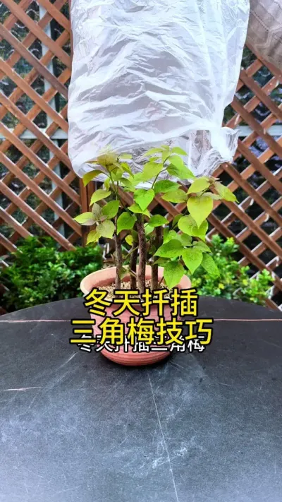 冬天这样扦插三角梅，插多少活多少#花卉绿植 #三角梅 #种植小技巧