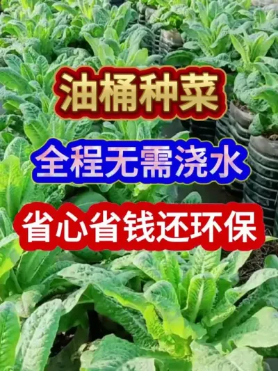 油桶种菜全程无需浇水省心省钱还环保 #蔬菜种植 #农业种植 #种植小技巧 #三农种植 #分享农业知识帮农民增产增收