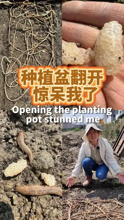 搬家时挪开种植箱，我惊呆了！ 底下是盘根错节的芦苇根和鼻涕虫。要定期翻开种植盆清理掉这些祸害还是挺重要的。#三农 #我爱种菜 #种植小技巧 #我的小菜园 #阳台种菜