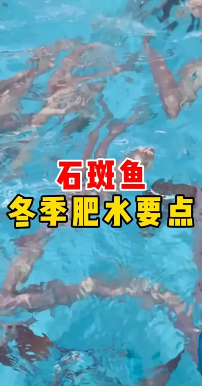 石斑鱼各季肥水要点 #水产养殖 #石斑鱼 #养鱼 #养鱼人 #高密度养殖 @抖加🔥上热门🔥dou+🔥热点宝